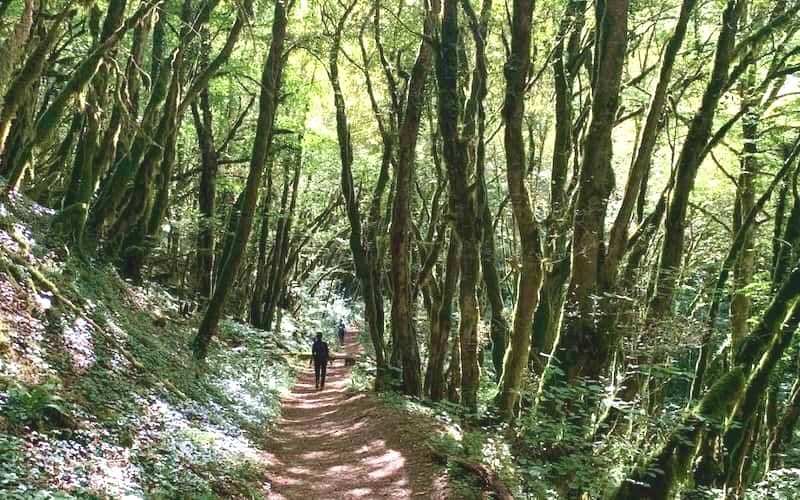 Bois_jeune_des_4_saisons Bois_jeune_des_4_saisons